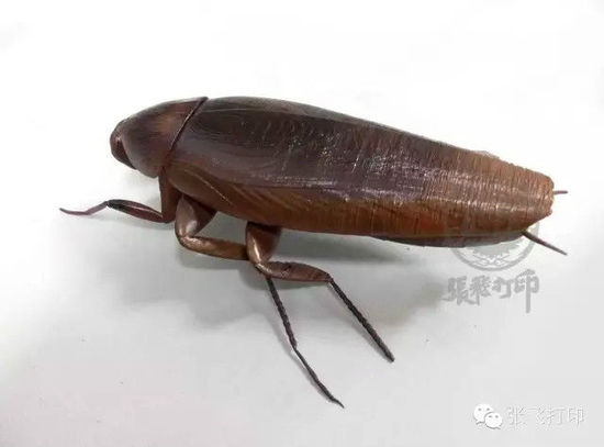 3D打印蟑螂小強(qiáng)誕生記(超精細(xì)) 妹紙膽小也可入
3D打印蟑螂,3D打印小強(qiáng),3D打印技術(shù),3D打印服務(wù),3D打印平臺(tái),e鍵打印