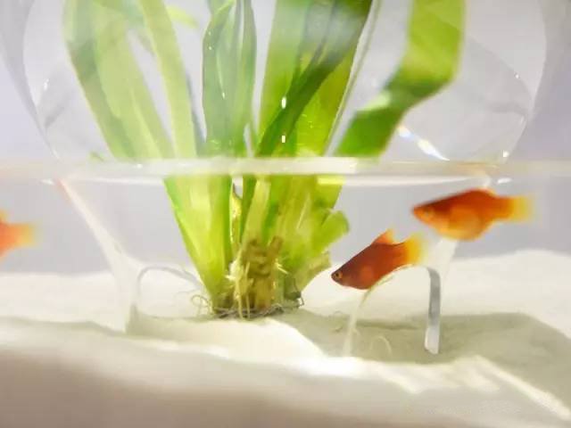 精美3d打印創(chuàng)意作品圖片欣賞 你見過3D打印的魚缸么?