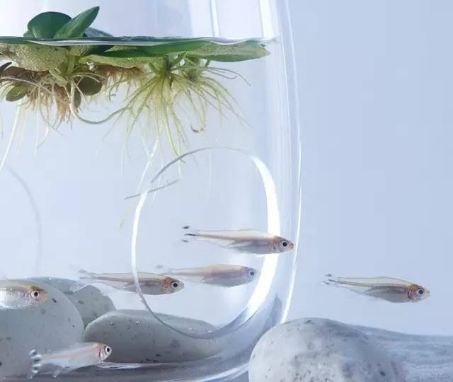 精美3d打印創(chuàng)意作品圖片欣賞 你見過3D打印的魚缸么?