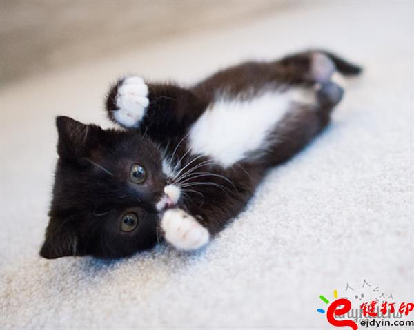 [好有愛]3D打印助殘疾貓咪恢復(fù)行動(dòng)自由 3D打印貓咪專用輪椅