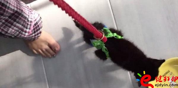 [好有愛]3D打印助殘疾貓咪恢復(fù)行動(dòng)自由 3D打印貓咪專用輪椅