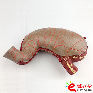 人體胃部復(fù)模手板3