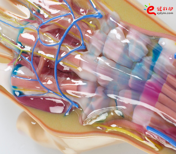 彩色3d打印人體器官醫(yī)學模型1