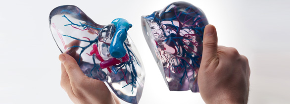 彩色3d打印人體器官醫(yī)學模型2