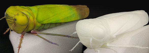 3D打印生物標(biāo)本2